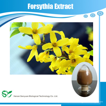 Hochwertige Forsythia Suspensa Extrakt